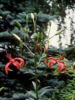 Foto: Dr. Jörg M. Giffei